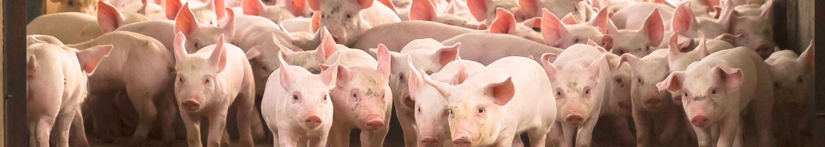 Food Producing Animals