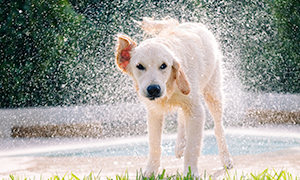 Flea Allergy Disease