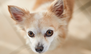 Ear infection - Otitis