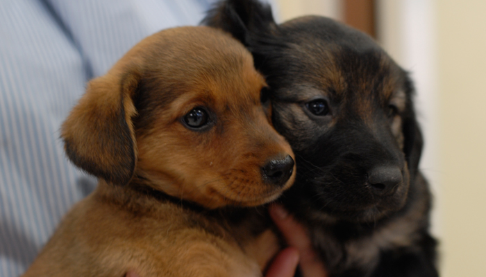 Transmission and Infection