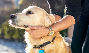 Heartworm Infection In Dogs - Dirofilariasis